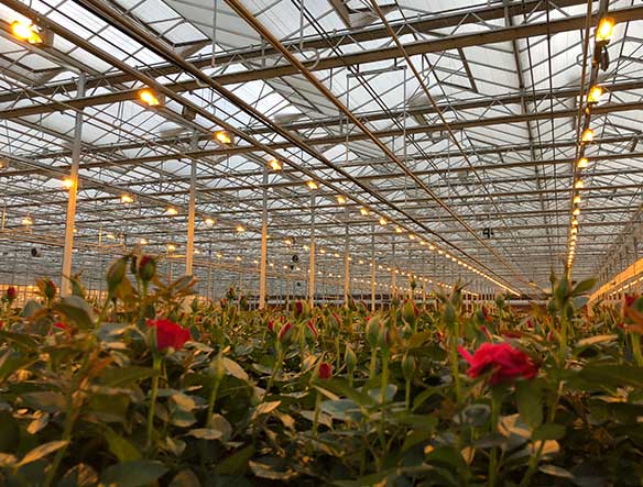花卉種植應用